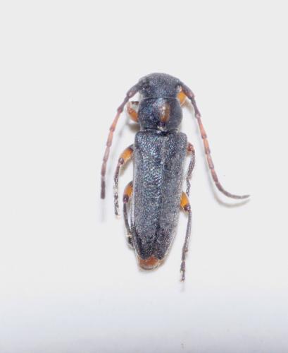 Phytoecia pustulata